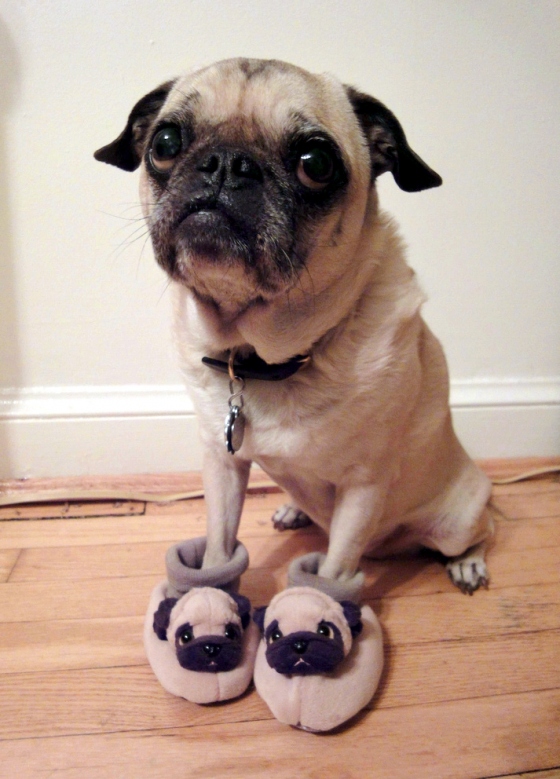 a pug wearing pug house shoes